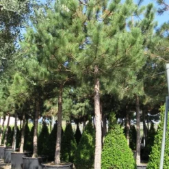 Oostenrijkse Den Als Boom (Pinus Nigra Nigra) -Goedkope Tuin Sprankel Winkel pinus nigra nigra 5