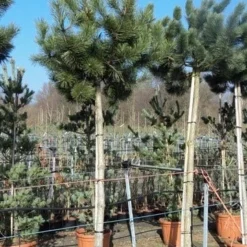 Oostenrijkse Den Als Boom (Pinus Nigra Nigra) -Goedkope Tuin Sprankel Winkel pinus nigra nigra stamboom 250 300