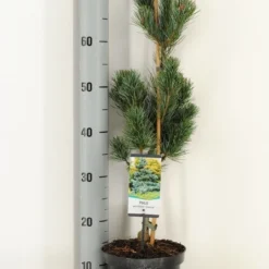 Blauwe Japanse Den (Pinus Parviflora 'Glauca') -Goedkope Tuin Sprankel Winkel pinus parviflora glauca winter c3 m