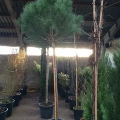 Parasolden Op Stam (Pinus Pinea) -Goedkope Tuin Sprankel Winkel pinus pinea