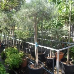 Parasolden Op Stam (Pinus Pinea) -Goedkope Tuin Sprankel Winkel pinus pinea 120 150stam c50