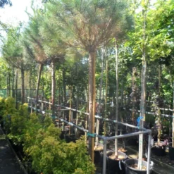 Parasolden (Pinus Pinea) -Goedkope Tuin Sprankel Winkel pinus pinea 16 18ho cont