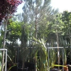 Parasolden Op Stam (Pinus Pinea) -Goedkope Tuin Sprankel Winkel pinus pinea 20 25 ho cont