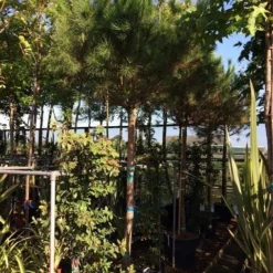 Parasolden Op Stam (Pinus Pinea) -Goedkope Tuin Sprankel Winkel pinus pinea 2025cm stam 200cm