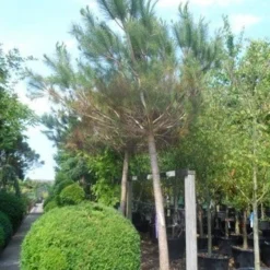 Parasolden Op Stam (Pinus Pinea) -Goedkope Tuin Sprankel Winkel pinus pinea 30 40ho c350