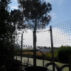 Parasolden Op Stam (Pinus Pinea) -Goedkope Tuin Sprankel Winkel pinus pinea 35 40 ho c750