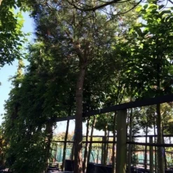 Parasolden Op Stam (Pinus Pinea) -Goedkope Tuin Sprankel Winkel pinus pinea 3540cm c750 250cm stam