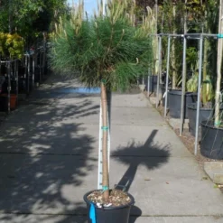 Parasolden Op Stam (Pinus Pinea) -Goedkope Tuin Sprankel Winkel pinus pinea halfstam c30