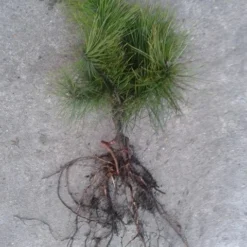 Grove Den, Solitair (Pinus Sylvestris) -Goedkope Tuin Sprankel Winkel pinus sylvesteris 1530 2