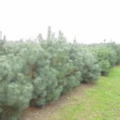Grove Den, Solitair (Pinus Sylvestris) -Goedkope Tuin Sprankel Winkel pinus sylvestris