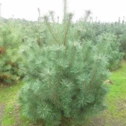 Grove Den, Solitair (Pinus Sylvestris) -Goedkope Tuin Sprankel Winkel pinus sylvestris 175 200