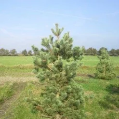 Grove Den, Solitair (Pinus Sylvestris) -Goedkope Tuin Sprankel Winkel pinus sylvestris 200