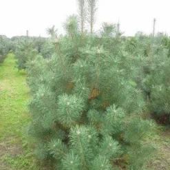 Grove Den, Solitair (Pinus Sylvestris) -Goedkope Tuin Sprankel Winkel pinus sylvestris 200 250