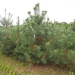 Grove Den, Solitair (Pinus Sylvestris) -Goedkope Tuin Sprankel Winkel pinus sylvestris 250 300