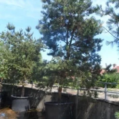 Grove Den, Solitair (Pinus Sylvestris) -Goedkope Tuin Sprankel Winkel pinus sylvestris 350 400 450 c1000