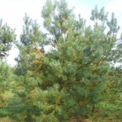 Grove Den, Solitair (Pinus Sylvestris) -Goedkope Tuin Sprankel Winkel pinus sylvestris 400