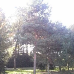 Grove Den (Pinus Sylvestris) -Goedkope Tuin Sprankel Winkel pinus sylvestris 60 70 1