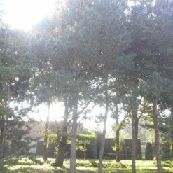 Grove Den (Pinus Sylvestris) -Goedkope Tuin Sprankel Winkel pinus sylvestris 60 70 2