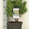 Grove Den (Pinus Sylvestris 'Watereri') -Goedkope Tuin Sprankel Winkel pinus sylvestris watereri c5 m