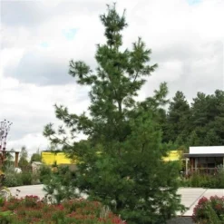 Treurden (Pinus Wallichiana) -Goedkope Tuin Sprankel Winkel pinus wallichiana