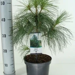 Treurden (Pinus Wallichiana) -Goedkope Tuin Sprankel Winkel pinus wallichiana c3 m