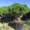 Meerstammige Japanse Pijnboom (Pinus Parviflora 'Brevifolia') -Goedkope Tuin Sprankel Winkel pinusbrevifoliameerstammig01