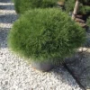 Zwarte Den (Pinus Nigra 'Marie Bregeon') -Goedkope Tuin Sprankel Winkel pinusnigramariebregeon02