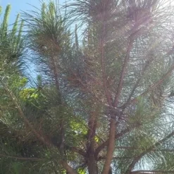 Parasolden (Pinus Pinea) -Goedkope Tuin Sprankel Winkel pinuspinea01