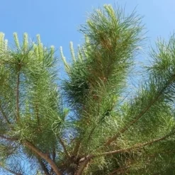 Parasolden (Pinus Pinea) -Goedkope Tuin Sprankel Winkel pinuspinea02