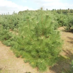 Grove Den, Solitair (Pinus Sylvestris) -Goedkope Tuin Sprankel Winkel pinussylv 125 150 13 9 2014