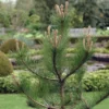 Grove Den, Solitair (Pinus Sylvestris) -Goedkope Tuin Sprankel Winkel pisylves 21