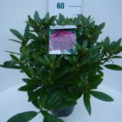 Rhododendron (Rhododendron 'Polarnacht') -Goedkope Tuin Sprankel Winkel polarnacht c5 zij