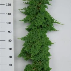 Jeneverbes (Juniperus Procumbens 'Nana') -Goedkope Tuin Sprankel Winkel procumbensnana100 125