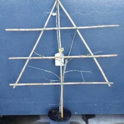 Lei-Pruim (Prunus Domestica 'Hauszwetsche') 7 Lei-Pruim (Prunus Domestica 'Hauszwetsche') -Goedkope Tuin Sprankel Winkel pruim lei 1 5