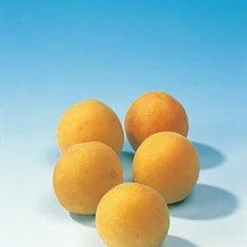 Goedkope Tuin Sprankel Winkel -Goedkope Tuin Sprankel Winkel pruim mirabelle de nancy