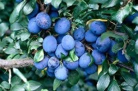 Lei-Pruim (Prunus Domestica 'Damson') 3 Lei-Pruim (Prunus Domestica 'Damson')