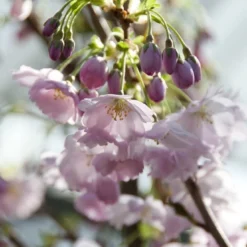 Japanse Sierkers (Prunus 'Accolade') -Goedkope Tuin Sprankel Winkel prunus accolade02 1