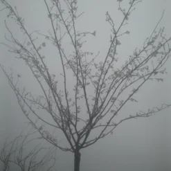 Japanse Sierkers (Prunus Subhirtella 'Autumnalis') -Goedkope Tuin Sprankel Winkel prunus autumnalis