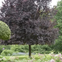 Rode Kerspruim Als Leiboom (Prunus Cerasifera 'Nigra' ) 7 Rode Kerspruim Als Leiboom (Prunus Cerasifera 'Nigra' ) -Goedkope Tuin Sprankel Winkel prunus cerasifera nigra 1