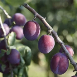 Lei-Pruim (Prunus Domestica 'Reine Claude D'Althan')