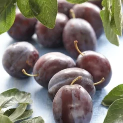 Lei-Pruim (Prunus Domestica 'Voyageur')