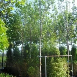 Amandelboom (Prunus Dulcis) -Goedkope Tuin Sprankel Winkel prunus dulcis 16 18ho cont