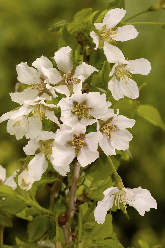 Sierkers (Prunus Incisa 'Kojou-no-mai') 3 Sierkers (Prunus Incisa 'Kojou-no-mai')