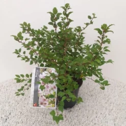 Goedkope Tuin Sprankel Winkel -Goedkope Tuin Sprankel Winkel prunus incisa kojou no mai