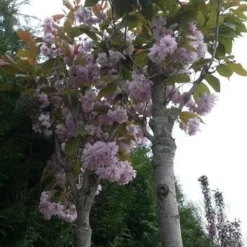 Japanse Sierkers (Prunus Serrulata 'Kanzan') -Goedkope Tuin Sprankel Winkel prunus kanzan 1