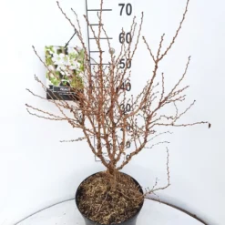 Sierkers (Prunus Incisa 'Kojou-no-mai') 7 Sierkers (Prunus Incisa 'Kojou-no-mai') -Goedkope Tuin Sprankel Winkel prunus kojou no mai 60 70 cm c10 v01