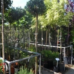 Laurierkers Op Stam (Prunus Laurocerasus 'Otto Luyken') -Goedkope Tuin Sprankel Winkel prunus laurocerasus otto luyken 8 10 12ho cont