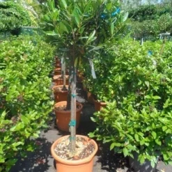 Laurierkers Op Stam (Prunus Laurocerasus 'Otto Luyken') -Goedkope Tuin Sprankel Winkel prunus laurocerasus otto luyken 80stam c25