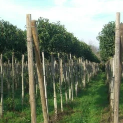 Portugese Laurier Als Boom (Prunus Lusitanica 'Angustifolia') -Goedkope Tuin Sprankel Winkel prunus lusitanica