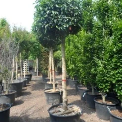 Portugese Laurier Als Boom (Prunus Lusitanica) -Goedkope Tuin Sprankel Winkel prunus lusitanica 20 25ho c160